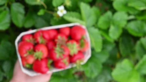 Hand Holds Strawberries in Patch