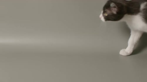 Slow motion wide shot of kitten jumping up and walking off camera left.