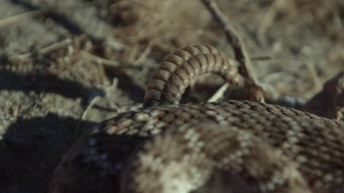 Close Up of a Rattlesnake in the Desert