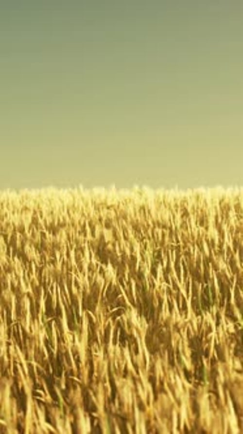 Agricultural Wheat Field Under Sunset