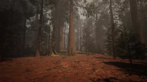 A Dense and Majestic Forest with Towering Trees