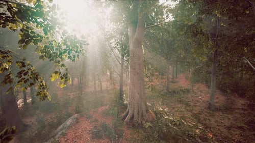 Sun Rays Glimmering Through Misty Forest with Moving Camera