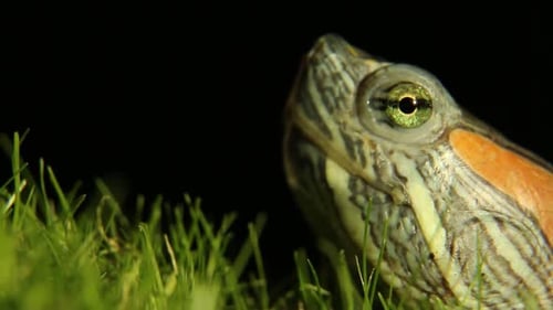 Closeup of Green Turtle Head with Distinctive Markings Against Black Background