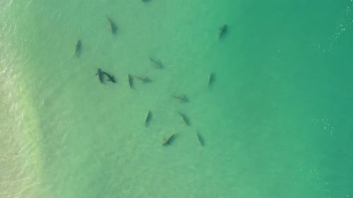 Sharks swimming in shallow water, Mediterranean Israel, aerial