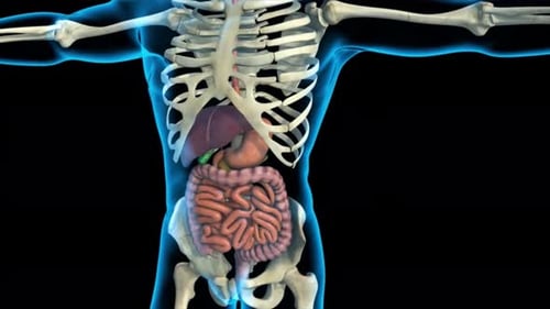 3D Human Internal Organs and Skeleton Medical Scan Animation
