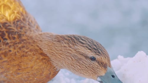 closeview of a golden duck feeding on the ice in the ground, partially lit by sunlight
