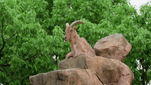 Oveja de Berbería sentada en la roca del zoológico. - foto estática