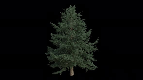 Deodar Cedar Tree blowing in the wind. Animated Himalayan Cedar Tree ...