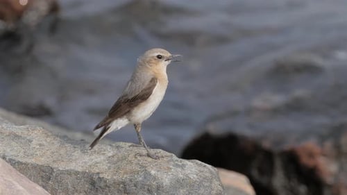 Northern Wheatear Bird In Sweden