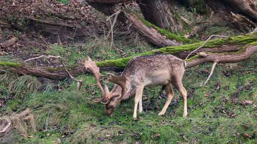 A majestic fallow deer grazes in a lush forest clearing, surrounded by fallen mossy trees.