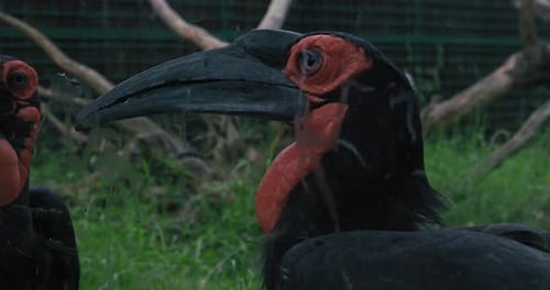 Close-up of a southern ground hornbill with a striking red and black face