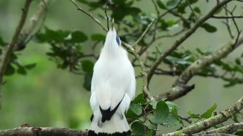 Bali myna, leucopsar rothschildi perched on tree branch, performing courtship dance by raising head