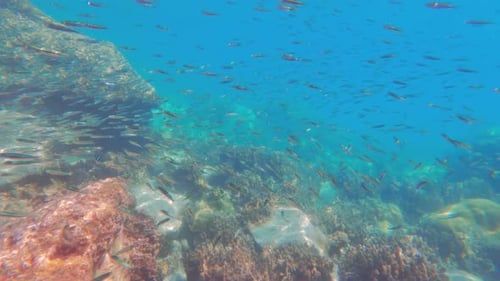 Multiple Fish Under The Sea