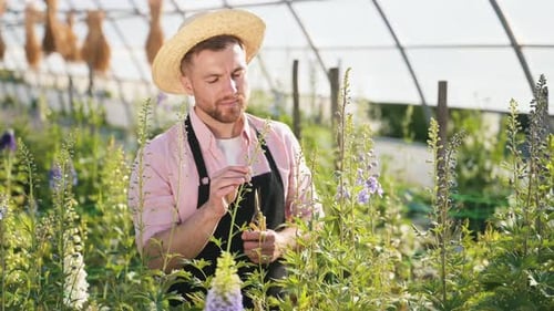 Man Gardening in Greenhouse with Blooming Spring Flowers