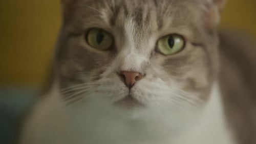 Closeup of a Cat Face with Green Eyes
