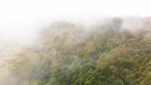 Drone flies through clouds with trees in the mountains in Madeira. Portugal. Aerial forward view