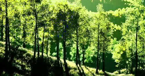 Lush Green Forest with Sunlight Filtering Through the Trees at Midday