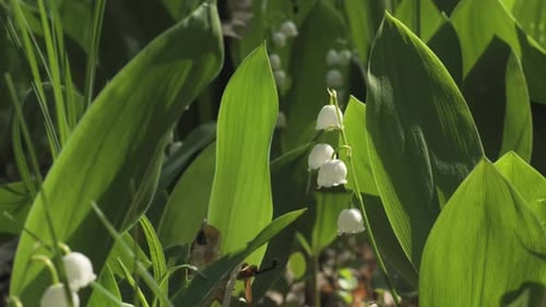 Blooming Lily of Valley in Spring Forest