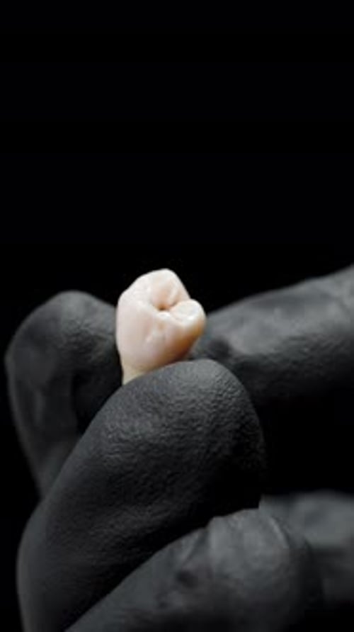 Close Up Shot of Single Tooth Held in Glove