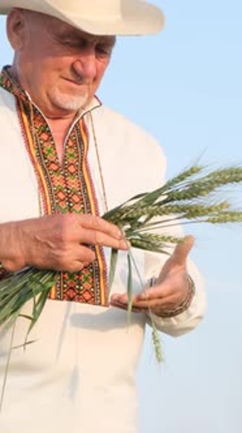 An Elegant Old Ukrainian Peasant is Holding Young Sprouts of Wheat in the Middle of a Field