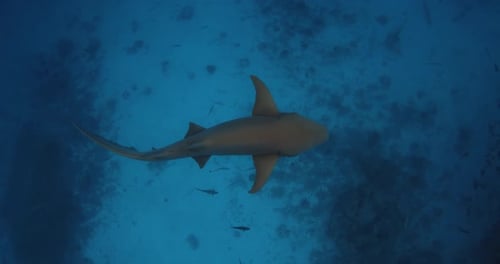 Nurse Shark Swimming Underwater in Tropical Sea Sea Life in Maldives