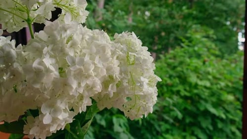 Beautiful Bloom White Flowers of Hydrangea Macrophylla in Wooden Table in the Green Garden Blooming
