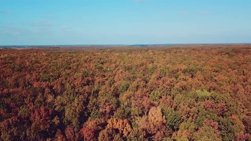 Natural scenery of beautiful forest in autumn under the clear blue sky.