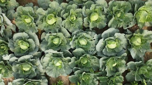 Vastos campos de vegetais de repolho.