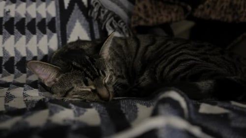 A Scenery Of A Cat Sleeping and Resting At the Sofa - Close Up Shot