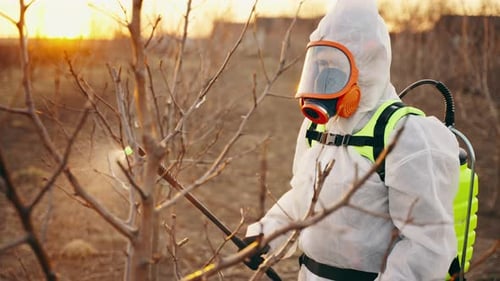 Nahaufnahme des Prozesses der Verarbeitung von Gartenbäumen im Frühjahr