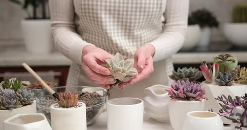 Woman Preparing Succulent for Potting Indoors