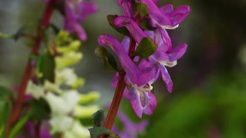 Inflorescencia de Corydalis cava rosa. Macro, pedestal levantándose.