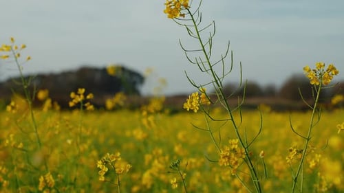 Idyllic Vibrant Yellow Wildflower Field