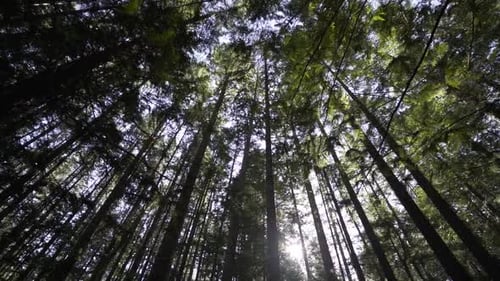 Plan filmé lentement en train de regarder la cime des arbres et le ciel dans la forêt.