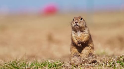 Esquilo fofo engraçado se lava perto da toca. Pequeno esquilo terrestre Little Suslik Spermophilus