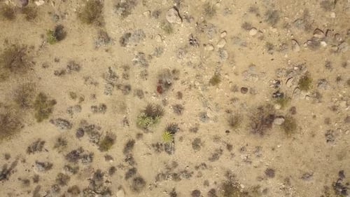 Ascend Aerial birds eye of gigantic Desert with dry plants in Joshua Tree National Park during heat.
