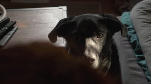 Dog Looking at Camera Wearing Plaid Collar Indoors