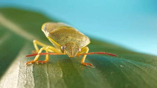 A bug is on a leaf