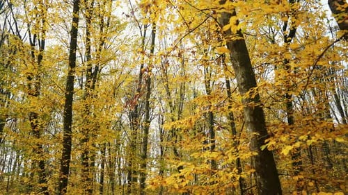 Amazing Golden October Autumn Nature Forest Moving Through Park Orange Leaves