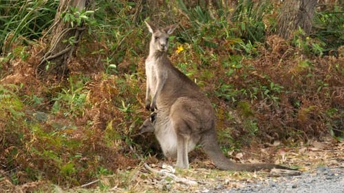 Un kangourou avec un joey dans sa poche se tient dans la brousse, se retourne et se penche pour manger
