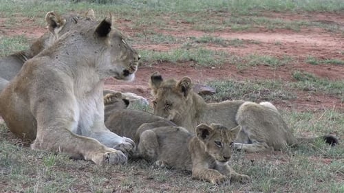 Lioness and Cubs Lying in Grass of African Savanna, Close Up. Wild Animals in Natural Habitat