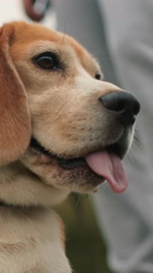 Calm Dog Enjoys Countryside Walk Adventurous Beagle Roams Under Cloudy Sky Beagle Happily Takes