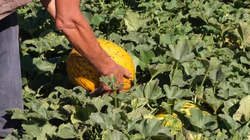Vom Feld geerntete Melone
