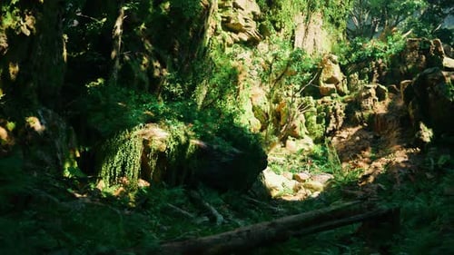 A Lush Green Forest Filled with Lots of Trees