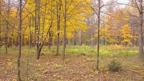 Walk Through The Autumn Park 01