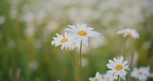 White Daisies Swaying Gently in a Field