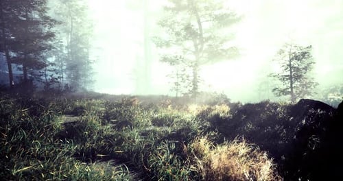Soft Sunlight Illuminates a Serene Forest Clearing with Misty Ambiance