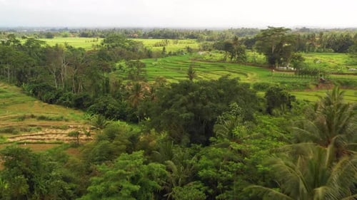 Rice Field in Bali Drone Shot