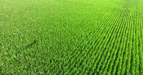 Luftbild eines Bio-Maisfeldes an einem sonnigen Tag. Konzept von Landwirtschaft, Natur und Korrektheit und Organisation