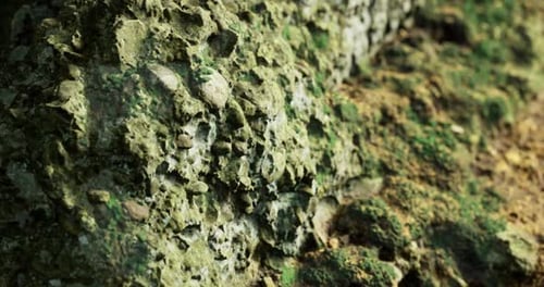 Close Up View of Textured Rock Surface in a Natural Setting Under Daylight
